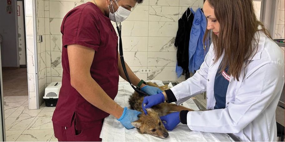 VETERİNER HİZMETLERİ