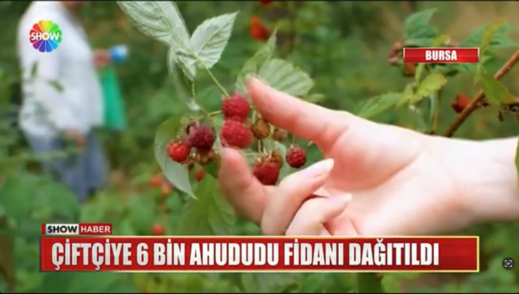 Show Tv - Çiftçiye 6 Bin Ahududu Fidanı Dağıtıldı